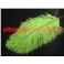 Plumes d'Autruche 30/35cm, (Blondine)       
