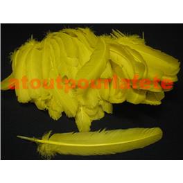Sachet de 12 Plumes d' Indien (dinde)