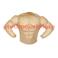 Déguisement de Mr Muscle