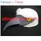 Aigle (coiffe d')